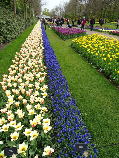 keukenhof.