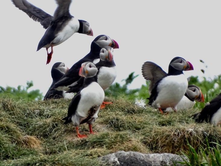 Puffins 2019