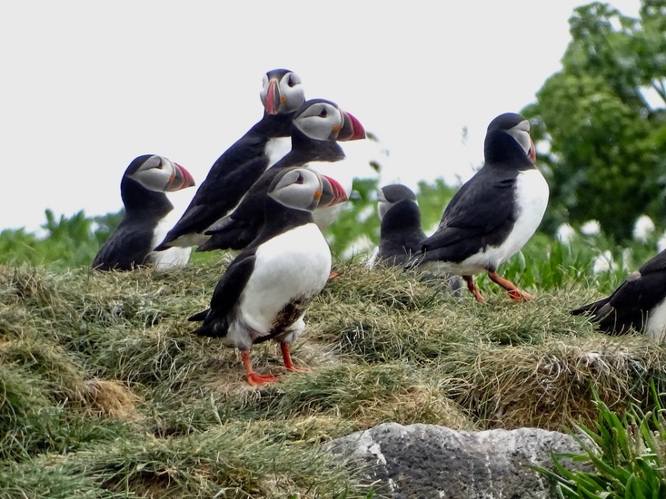 Puffins.