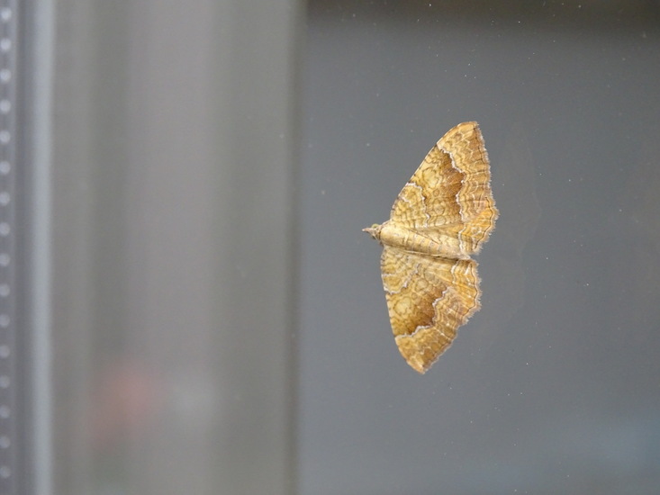 Gestreepte goudspanner