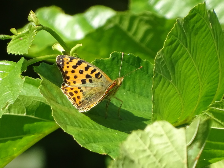 Kleine Veldparelmoer.