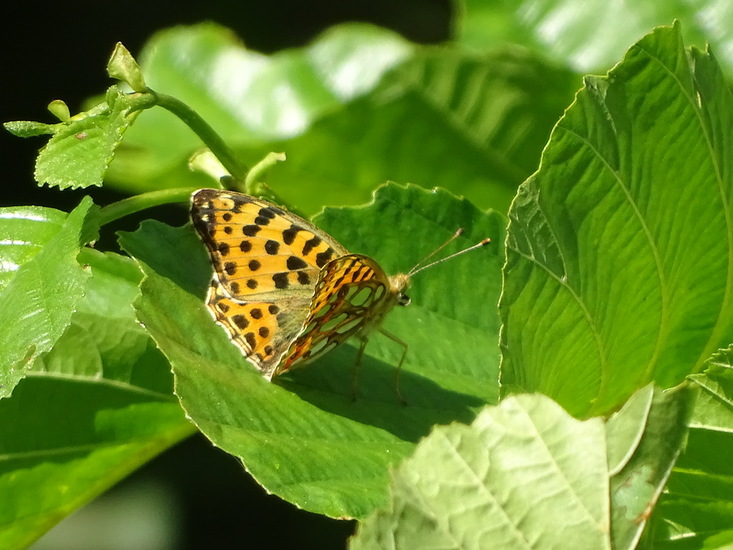 Kleine veldmarelmoer.