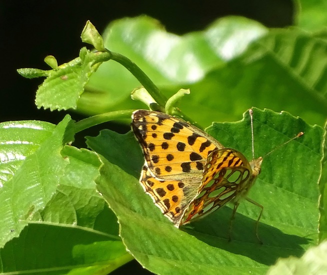 kleine veldparelmoer