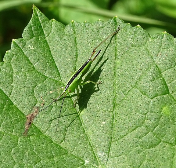 Kleine sabelsprinkhaan