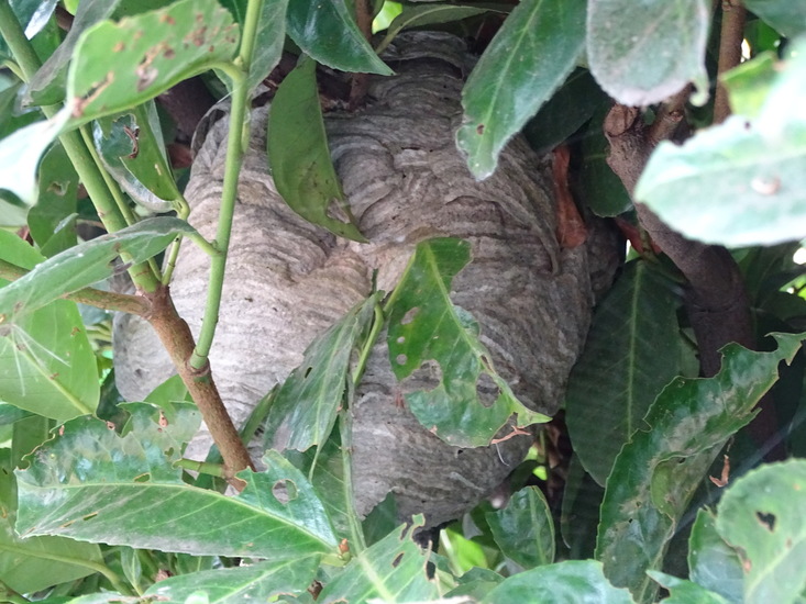 Wespen nest