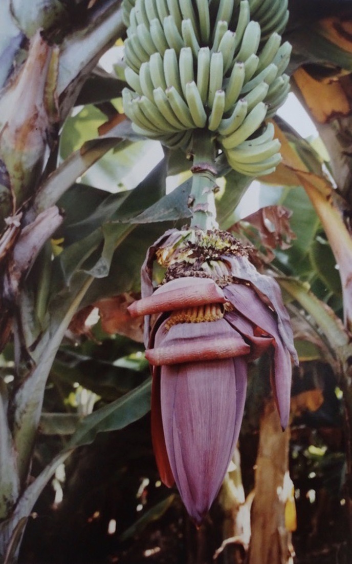 Bananenplant