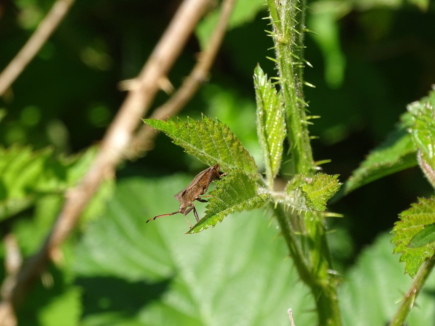 Zuringrandwants 2021