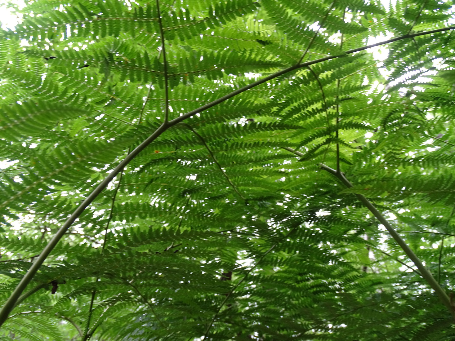 Menshoge varens. Surae 2021