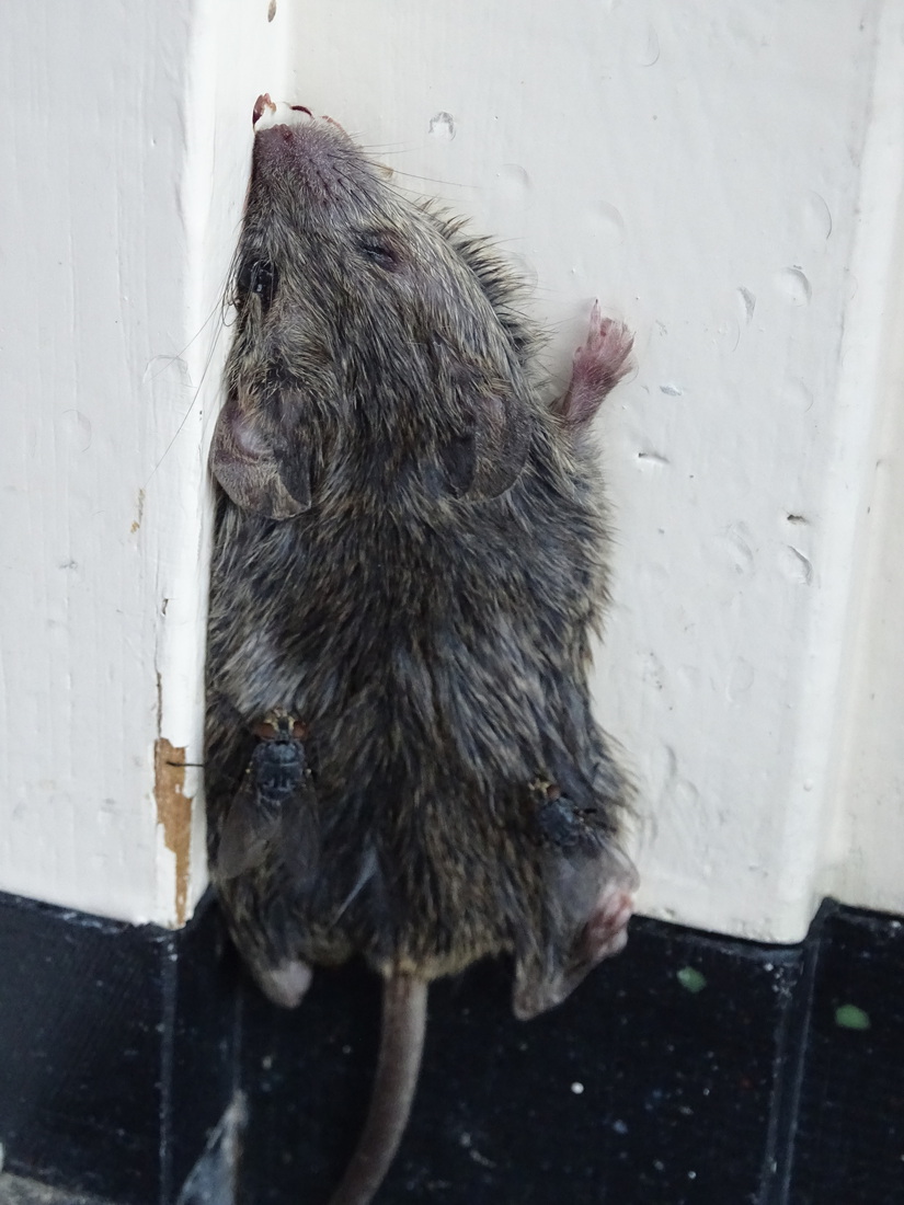 Muis tussen de deur.
