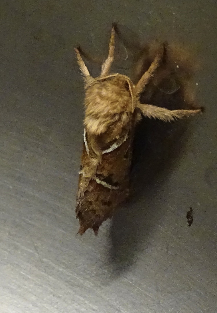 Oranje Wortelboorder