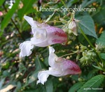 Uitheemse Springbalsemien.