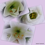 Zacht bewerkte foto.