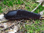 Zwarte Aardslak.