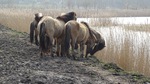 Wilde paarden in de Oostvaardersplassen.
