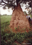 Gambia 1995