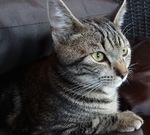 Fotosessie van Marble.