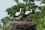 Ooievaars/nest. (Den Haag).