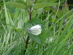 Klein geaderd witje Pieris napi