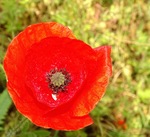 Klaproos in de hoodrol.