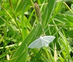 Witte Grijsbandspanner.
