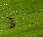 Groene specht.