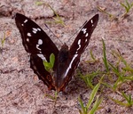 Grote weerschijnvlinder.