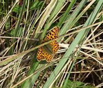 Kleine parelmoervlinder.