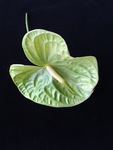 Lak Anthurium.