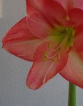 Amaryllis.