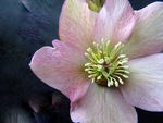 Helleborus, 5-3-2017