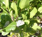 Fam. van de Blauwtjes.