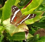 Anartia Fatima, Banded Peacock.