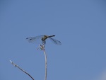 Blue Dasher.