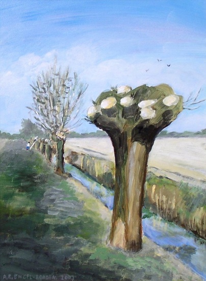 Knotwilgen in de NOP