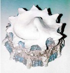 Idee gevonden tijdens een reis naar Indonesie met haar mooie eilanden.