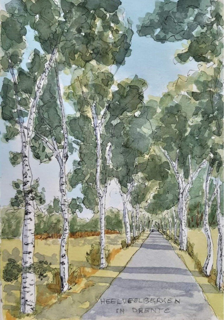 Heel veel berken in Drente