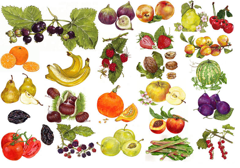 Vruchten - illustraties