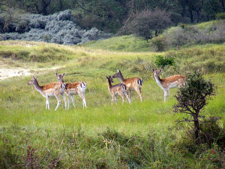 Amsterdamse Waterleiding Duinen