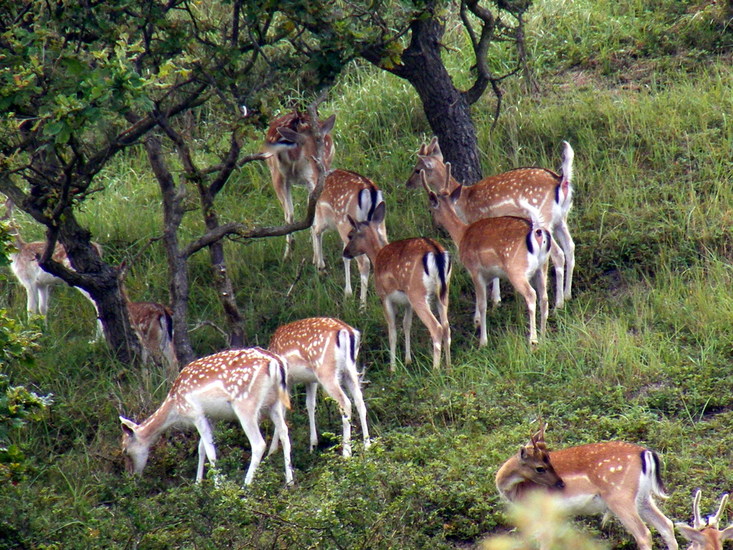 Amsterdamse Waterleiding Duinen