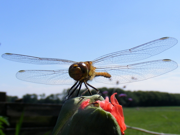 Dragon fly