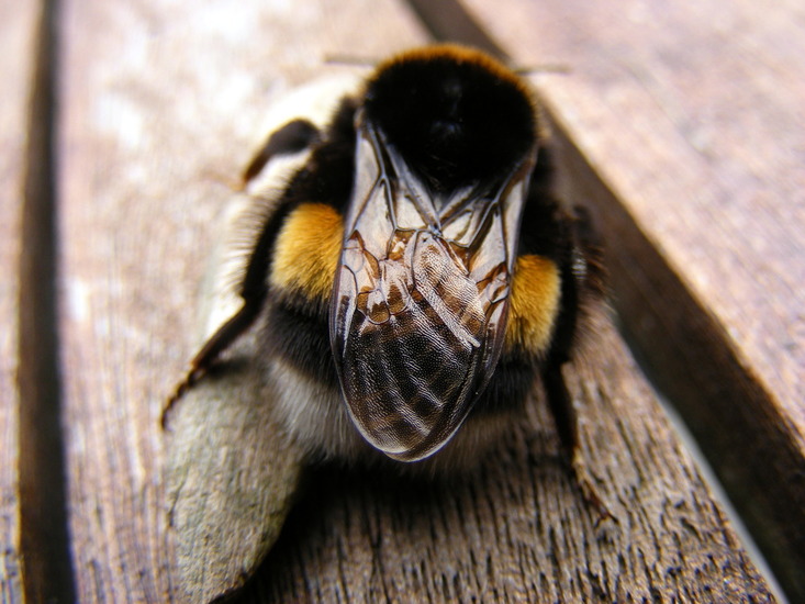 Hommel rust uit....