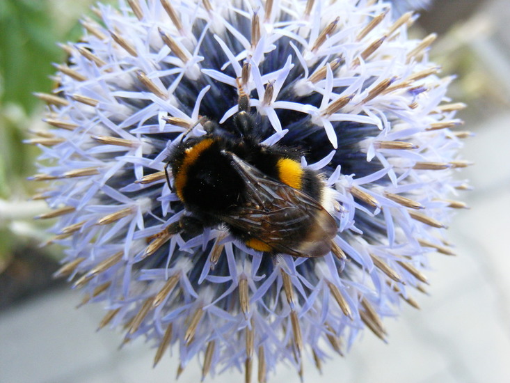 Hommel op zeedistel
