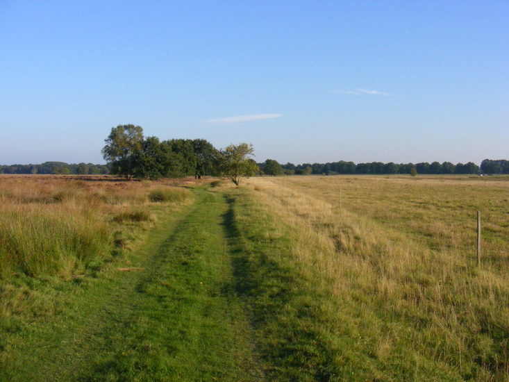 Dwingelderveld