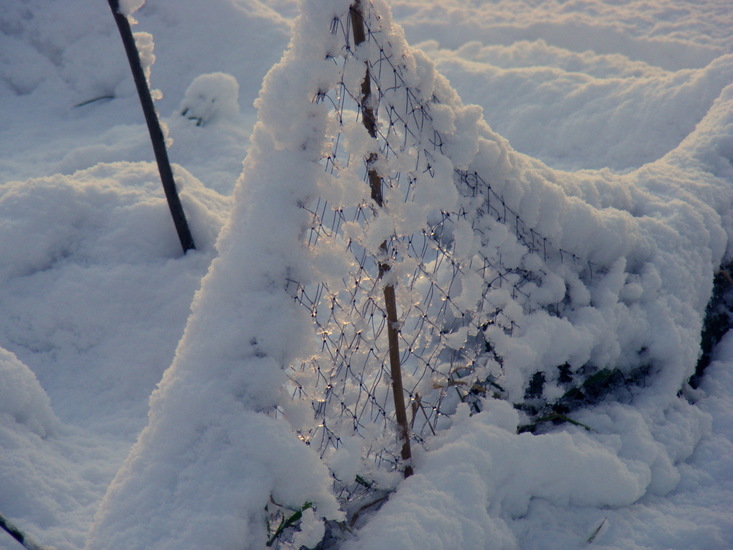 Netwerk in de sneeuw