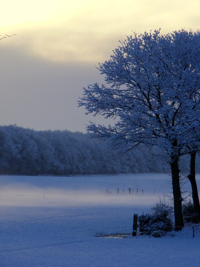Vogelvlucht in de morgen