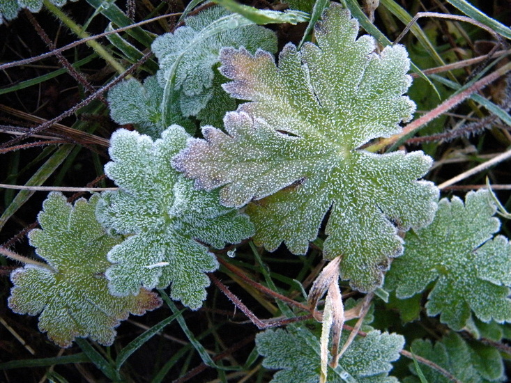Aangeraakt door de vorst..