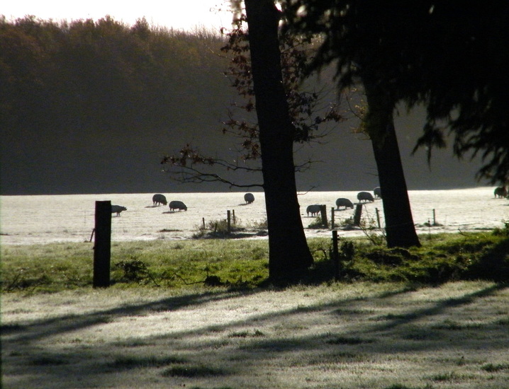 Schaapjes in de eerste vorst..