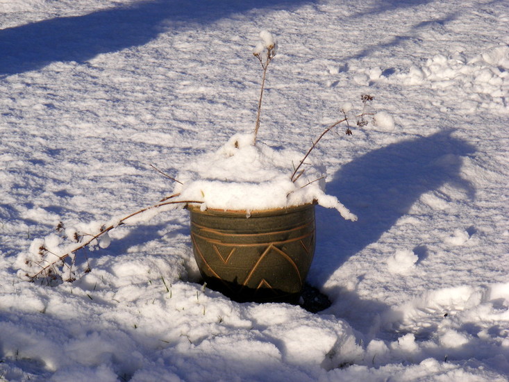 Met een sneeuwhoedje.
