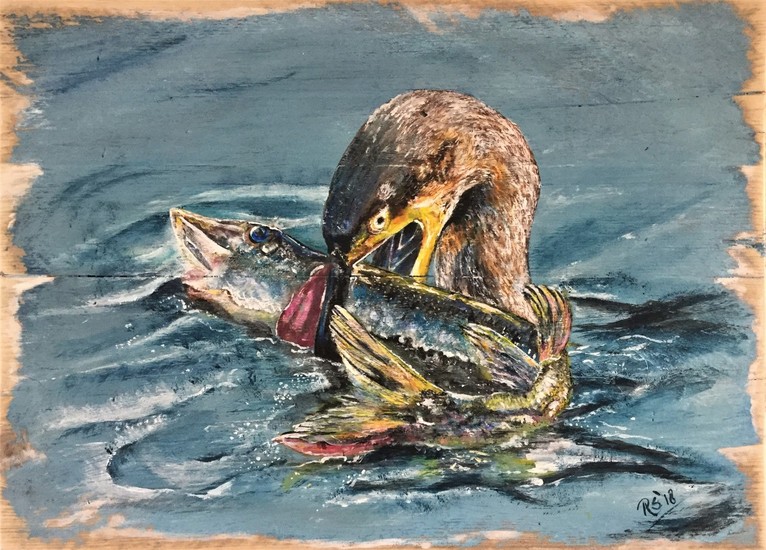 Aalscholver met Snoek