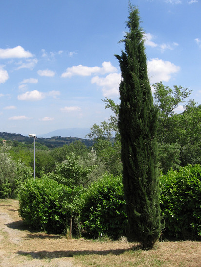 Perugia (Italy) Tree / Before